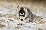 SIBERIAN HUSKY 269